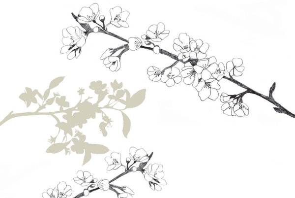 Ветка Сакуры сбоку листа