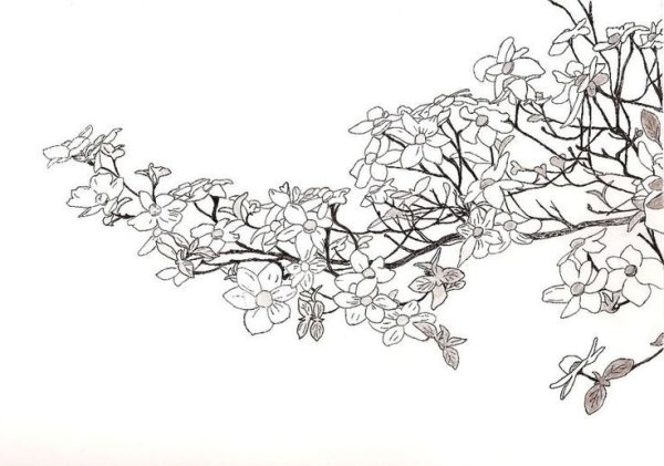 Ветка Сакуры черно белая