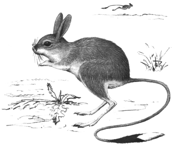 Тушканчик рисунок