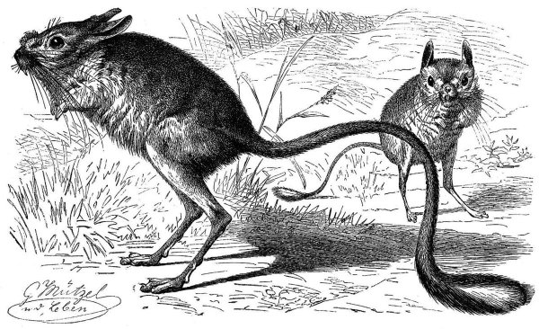 Большой тушканчик или Земляной заяц (Allactaga Major)