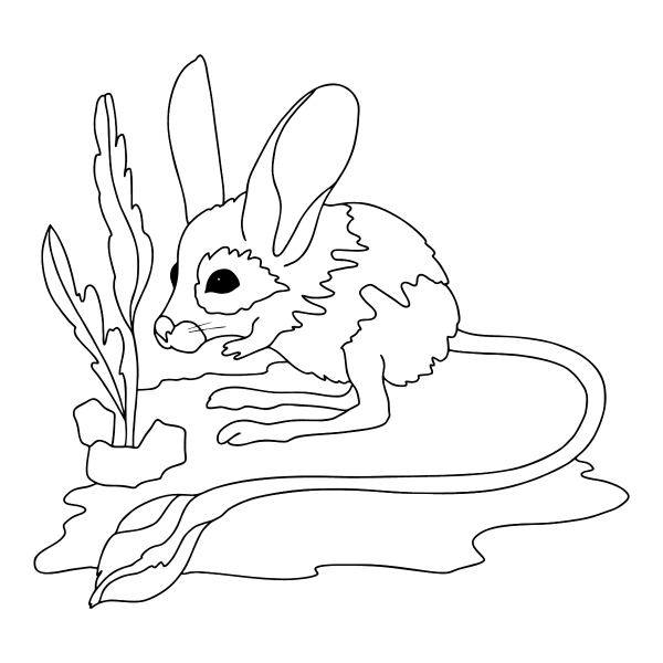 Тушканчик рисунок карандашом