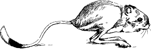 Тушканчик прыгун