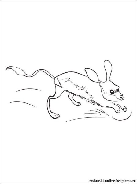 Земляной заяц рисунок