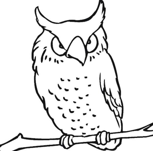 Сова раскраска для детей