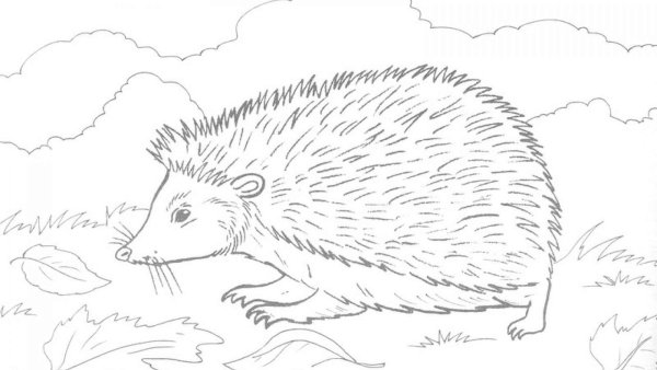 Раскраска Ежик для детей 2-3 лет