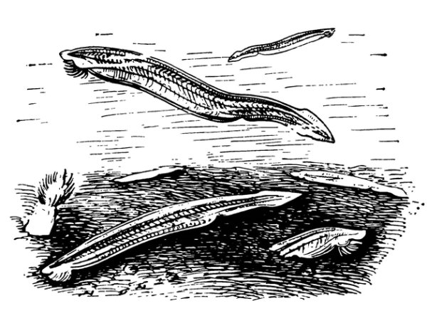 Древние Ланцетники