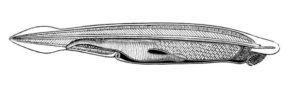 Пикайя окаменелости