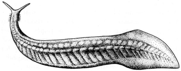 Внешнее и внутреннее строение ланцетника