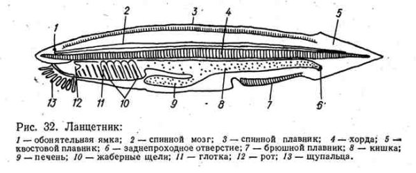 Схема внутреннего строения ланцетника