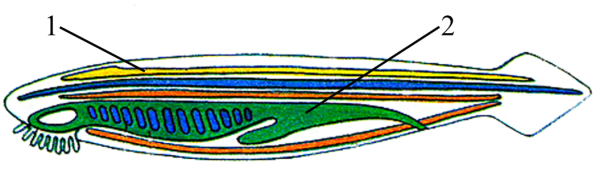 Ланцетник целлом