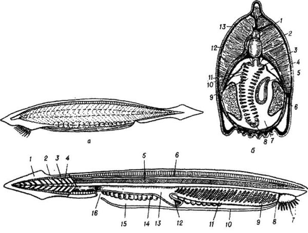Тотальный препарат ланцетника