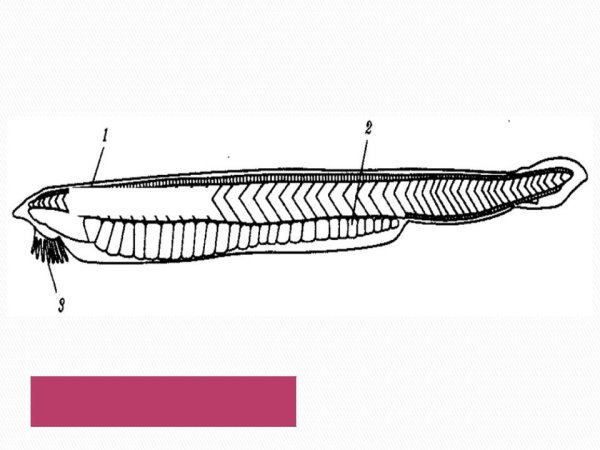 Строение ланцетникбез подписей