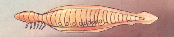 Схема кровообращения ланцетника
