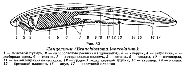 Ямка Келликера ланцетника