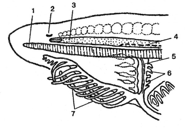 Ланцетник без подписей