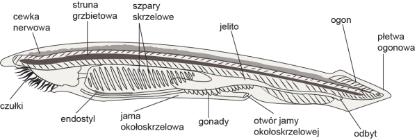Осевой скелет ланцетника