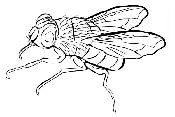 Муха рисунок