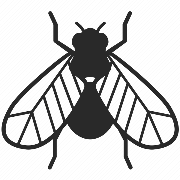 Муха нарисованная карандашом