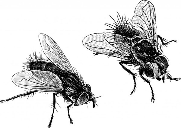 Насекомые черно белые