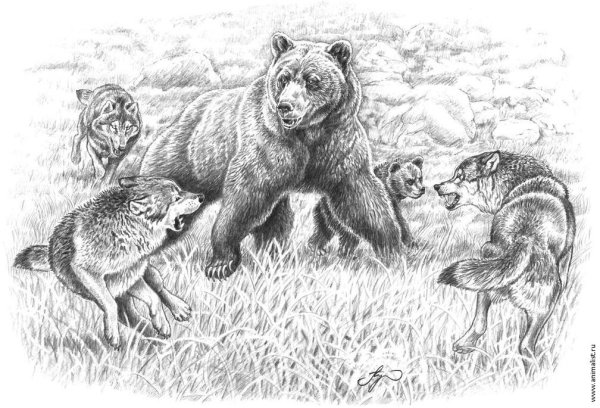 Антон Шкурко - анималистика