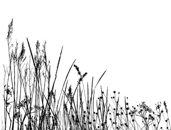 Степная трава вектор