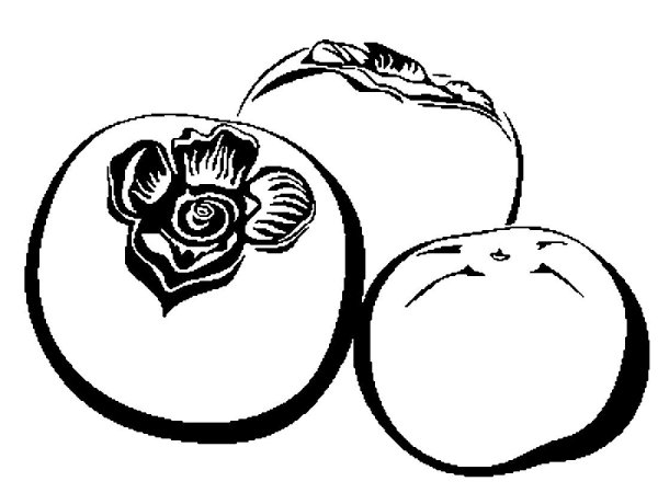 Хурма раскраска