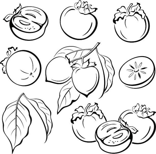 Хурма раскраска