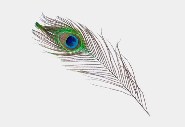 Перо павлина Кришна