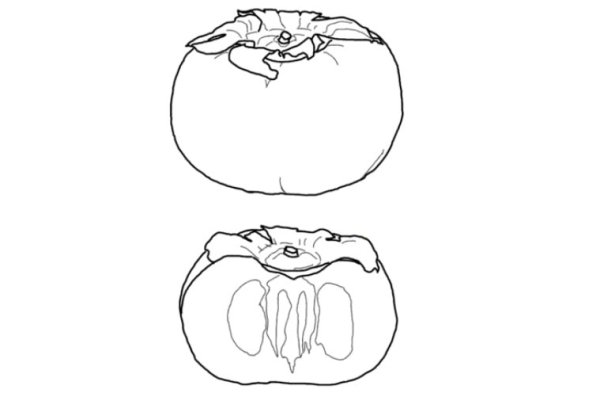 Хурма эскиз