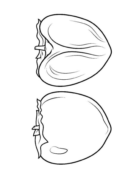 Хурма скетч