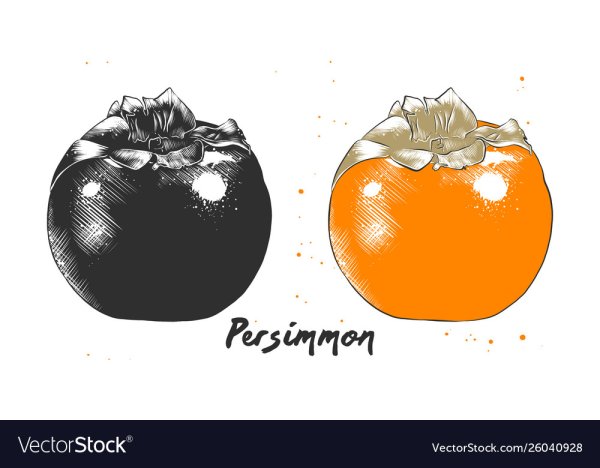 Хурма контур