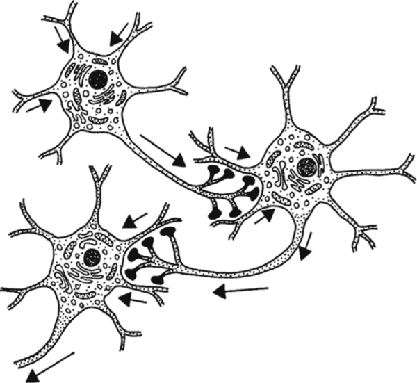 Синапс нервной клетки