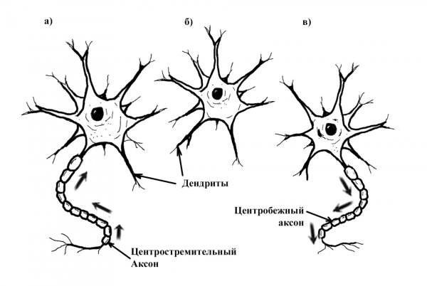 Схема строения нейрона