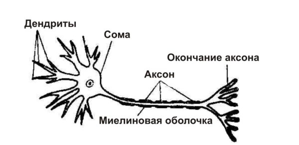 Нервная ткань дендрит строение