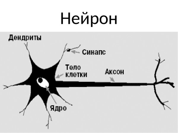 Нервная клетка Нейрон