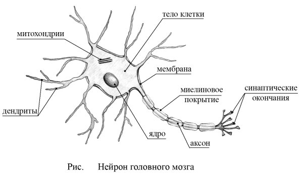 Нейроны головного мозга строение