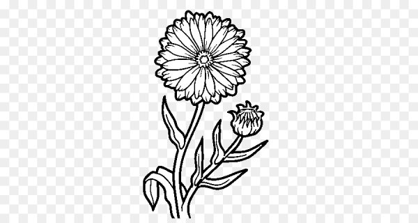 Бархатцы контур