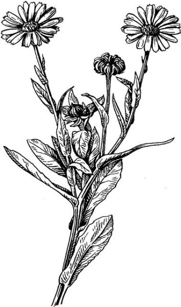 Календула черно белый