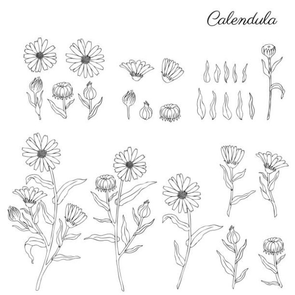 Календула черно белый