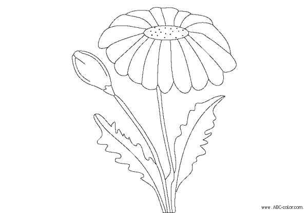 Лепесток календулы контур