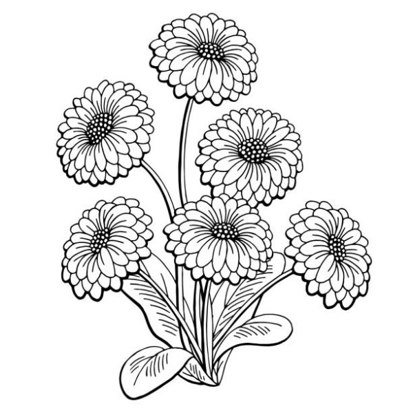 Календула лекарственная рисунок карандашом