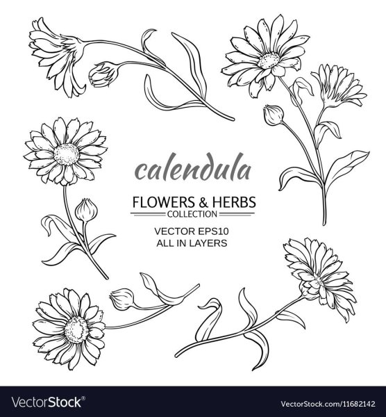 Календула Ромашка цикорий