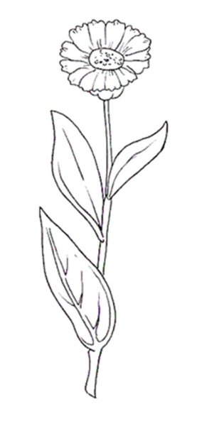 Календула лекарственная рисунок карандашом