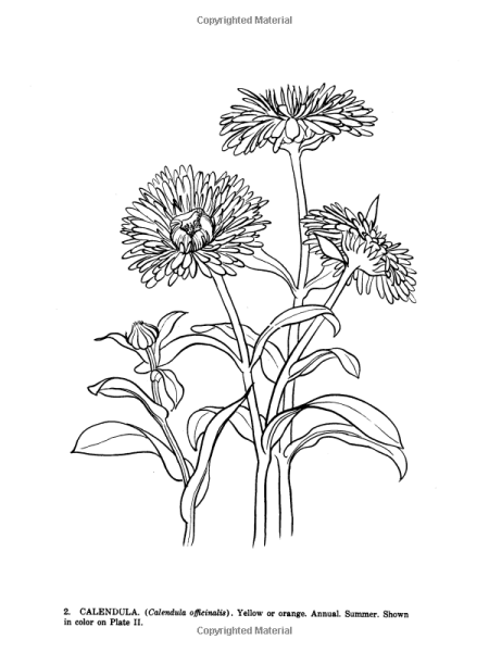 Рисование календулы в старшей группе