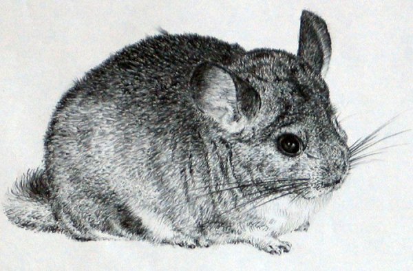 Шиншилла рисунок
