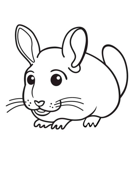 Раскраска шиншилла