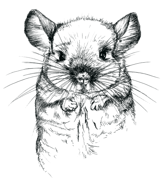 Шиншилла рисунок