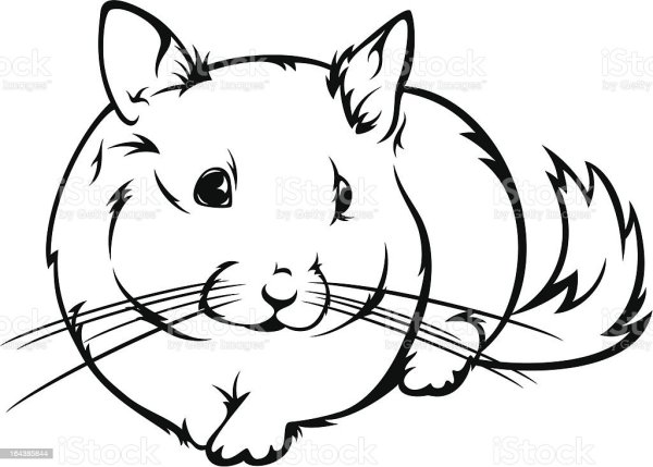 Векторный рисунок шиншилла