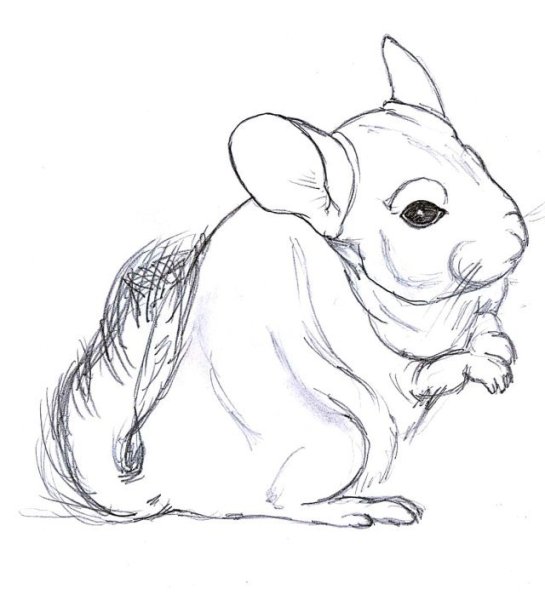 Зарисовки шиншилл