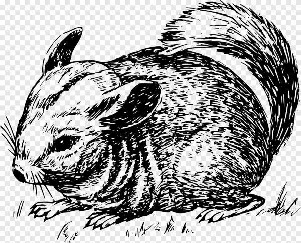 Раскраска шиншилла